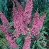Vlinderstruik (Buddleja Davidii 'Pink Delight')