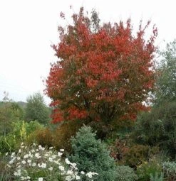 Japanse Sierkers (Prunus Sargentii) -Groene Wereld 20080730122801 5