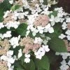 Hortensia (Hydrangea Macrophylla 'Lanarth White') -Groene Wereld 20080808112749 4 2