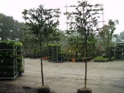 Laurier Als Leiboom (Prunus Laurocerasus 'Caucasica') -Groene Wereld 20081015083837 6 2