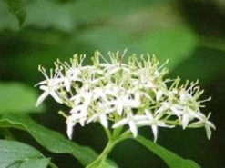 Rode Kornoelje (Cornus Sanguinea) -Groene Wereld 20081029085946 5 1