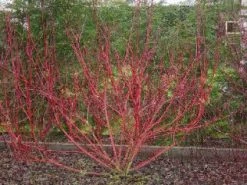 Rode Kornoelje (Cornus Sanguinea) -Groene Wereld 20081029090707 5 1
