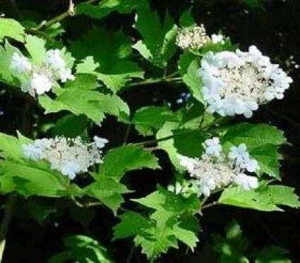 Gelderse Roos (Viburnum Opulus) 7 Gelderse Roos (Viburnum Opulus) - Afbeelding 5