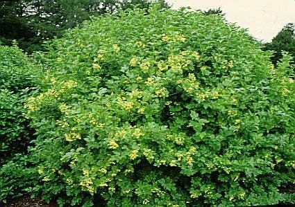 Gelderse Roos (Viburnum Opulus) 4 Gelderse Roos (Viburnum Opulus) - Afbeelding 2