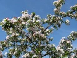 Sierappel (Malus 'Professor Sprenger') 7 Sierappel (Malus 'Professor Sprenger') -Groene Wereld 20081113143001 11