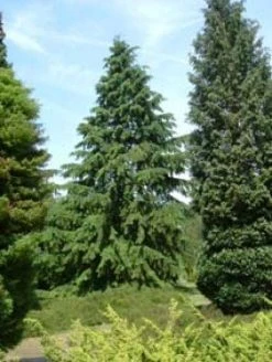 Westelijke Hemlockspar (Tsuga Heterophylla) 9 Westelijke Hemlockspar (Tsuga Heterophylla) -Groene Wereld 20081113145518 5