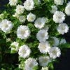 Bosrank (Clematis 'Duchess Of Edinburgh') -Groene Wereld 20081120135550 1 2