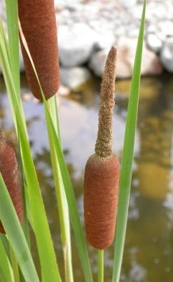 Kleine Lisdodde (Typha Angustifolia)
