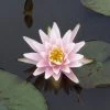 Waterlelie (Nymphaea 'Rose Arey') -Groene Wereld 20081127133836 1