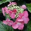 Hortensia (Hydrangea Macrophylla 'Teller Red') -Groene Wereld 20081208131338 2