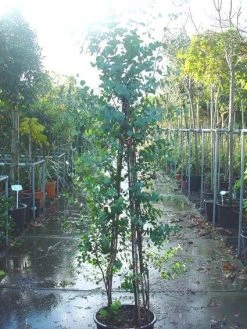 Winterharde Gomboom (Eucalyptus Gunnii) -Groene Wereld 20090522152550 5