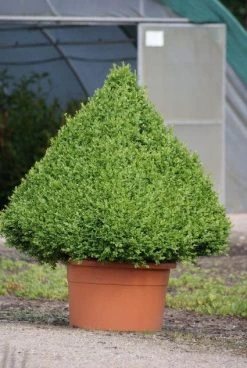 Buxus Als Pyramide (Buxus Sempervirens) -Groene Wereld 20090606120524 8