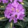 Rhododendron (Rhododendron 'Goldflimmer') -Groene Wereld 20091108124254 2 1