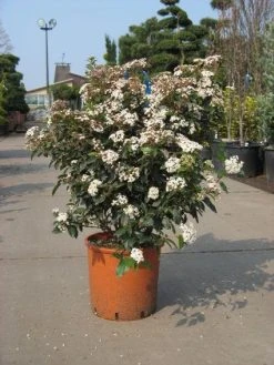 Groenblijvende Sneeuwbal (Viburnum Tinus 'Eve Price') 19 Groenblijvende Sneeuwbal (Viburnum Tinus 'Eve Price') -Groene Wereld 20091125113028 50 10 1