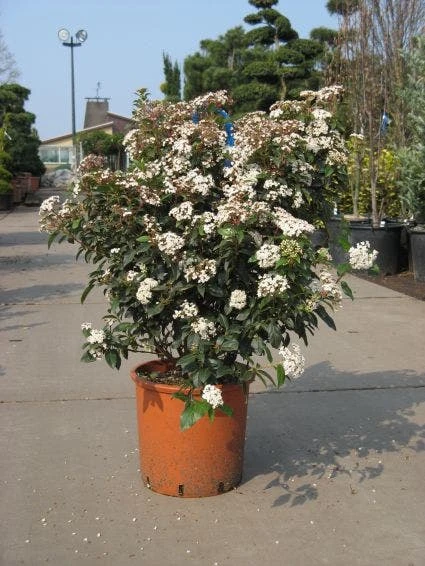 Groenblijvende Sneeuwbal (Viburnum Tinus 'Eve Price') 6 Groenblijvende Sneeuwbal (Viburnum Tinus 'Eve Price') - Afbeelding 4