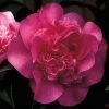 Camelia (Camellia 'Debbie') -Groene Wereld 20091125131940 6