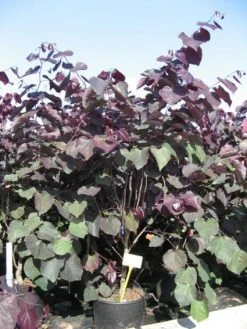Judasboom Als Struik (Cercis Canadensis 'Forest Pansy') -Groene Wereld 20091126092410 6 2