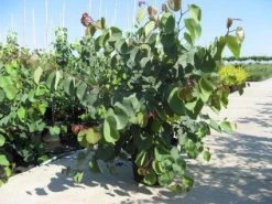 Chinese Judasboom (Cercis Chinensis 'Avondale') -Groene Wereld 20091127153204 5