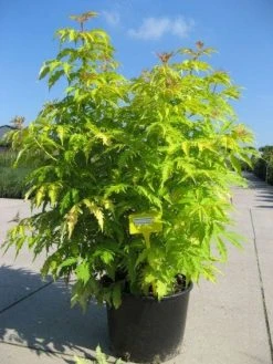 Vlier (Sambucus Racemosa 'Plumosa Aurea') -Groene Wereld 20091127153734 15 3