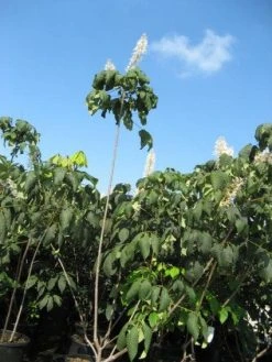 Herfstpaardenkastanje (Aesculus Parviflora) -Groene Wereld 20091130144054 8