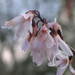 Witte Forsythia (Abeliophyllum Distichum) -Groene Wereld 20091208165431 2