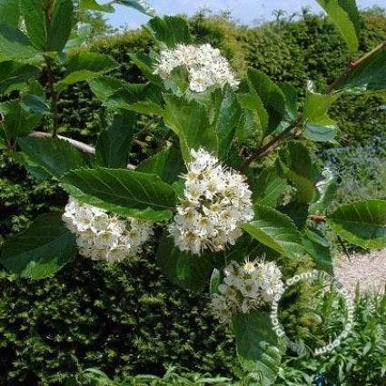 Meidoorn Als Boom (Crataegus Persimilis 'Splendens') 4 Meidoorn Als Boom (Crataegus Persimilis 'Splendens') - Afbeelding 2