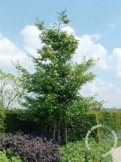 Meidoorn Als Boom (Crataegus Persimilis 'Splendens') 7 Meidoorn Als Boom (Crataegus Persimilis 'Splendens') -Groene Wereld 20091221124141 10