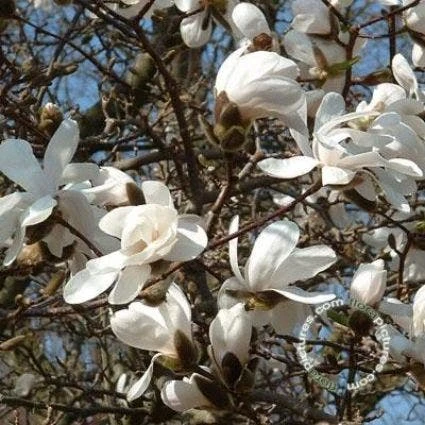 Beverboom (Magnolia Loebneri 'Merrill') 4 Beverboom (Magnolia Loebneri 'Merrill') - Afbeelding 2