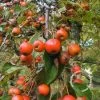 Sierappel (Malus 'Professor Sprenger') -Groene Wereld 20091222104821 11