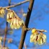 Winterzoet (Chimonanthus Praecox) -Groene Wereld 20091230153517 6 3 3