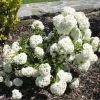 Sneeuwbal (Viburnum 'Eskimo')