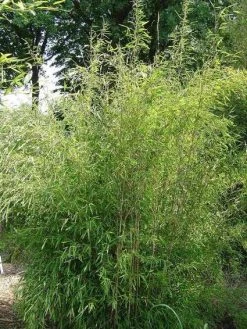 Niet Woekerende Bamboe (Fargesia 'Great Wall') -Groene Wereld 20100106102329 4 1