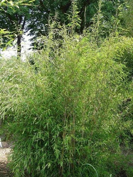 Niet Woekerende Bamboe (Fargesia 'Great Wall') 8 Niet Woekerende Bamboe (Fargesia 'Great Wall') - Afbeelding 6