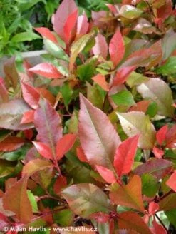 Glansmispel Op Stam (Photinia Fraseri 'Little Red Robin') -Groene Wereld 20100210093819 3 1