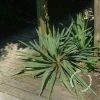 Palmlelie (Yucca Flaccida) -Groene Wereld 20100218111728 1 1