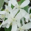 Bosrank, Groenblijvend (Clematis Armandii 'Snowdrift') 2 Bosrank, Groenblijvend (Clematis Armandii 'Snowdrift') -Groene Wereld 20100218143418 3 1