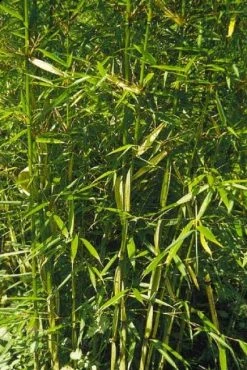 Niet Woekerende Bamboe (Fargesia Robusta) -Groene Wereld 20100223184938 5