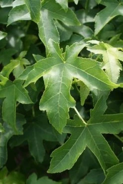 Amberboom Als Struik (Liquidambar 'Gum Ball') -Groene Wereld 20100712161358 1