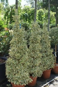 Kardinaalshoed Als Pyramide (Euonymus Japonicus 'Bravo') -Groene Wereld 20100712164204 3