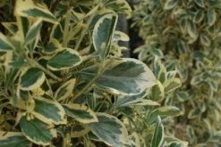 Kardinaalshoed Als Pyramide (Euonymus Japonicus 'Bravo') -Groene Wereld 20100712164218 3