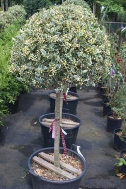 Hulst Op Stam (Ilex 'Argentea Marginata') -Groene Wereld 20100712171848 1 1