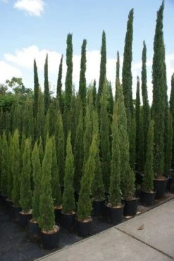 Italiaanse Cipres (Cupressus Sempervirens 'Totem')
