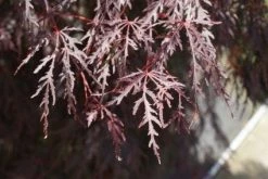 Japanse Esdoorn (Acer Palmatum 'Inabe-shidare') -Groene Wereld 20100719111129 6