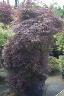 Japanse Esdoorn (Acer Palmatum 'Inabe-shidare') -Groene Wereld 20100719111147 6