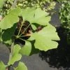 Japanse Notenboom (Ginkgo Biloba) -Groene Wereld 20100719114510 10