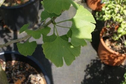 Japanse Notenboom, Meerstammig (Ginkgo Biloba) 5 Japanse Notenboom, Meerstammig (Ginkgo Biloba) - Afbeelding 3