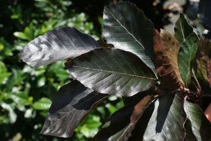 Rode Zuilbeuk (Fagus Sylvatica 'Dawyck Purple') 9 Rode Zuilbeuk (Fagus Sylvatica 'Dawyck Purple') - Afbeelding 7