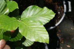 Gele Zuilbeuk (Fagus Sylvatica 'Dawyck Gold') -Groene Wereld 20100720141916 9