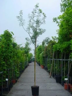 Mimosa Als Boom (Acacia Dealbata) -Groene Wereld 20100906111726 7 1