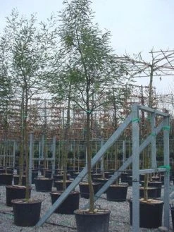 Mimosa Als Boom (Acacia Dealbata) -Groene Wereld 20100906111736 6